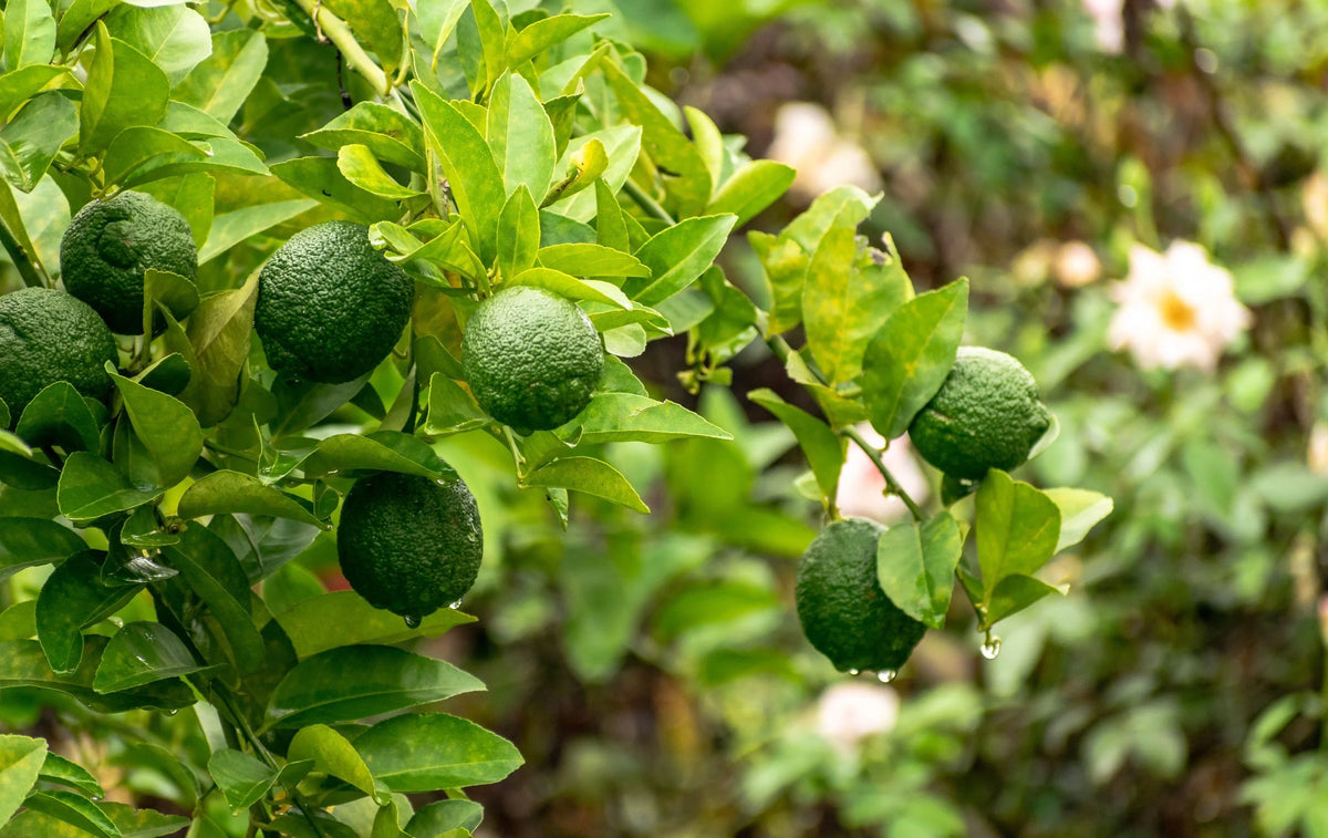 Bergamot Essential Oil: Benefits for Skin, Hair, and the Mind