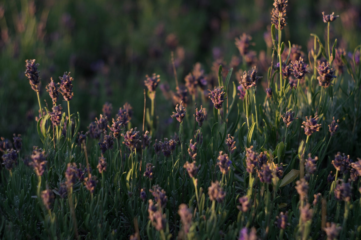A close-up outdoor shot of lavender flowers in full bloom, with purple flower spikes and green stems backlit by warm golden sunlight against a softly blurred green background.