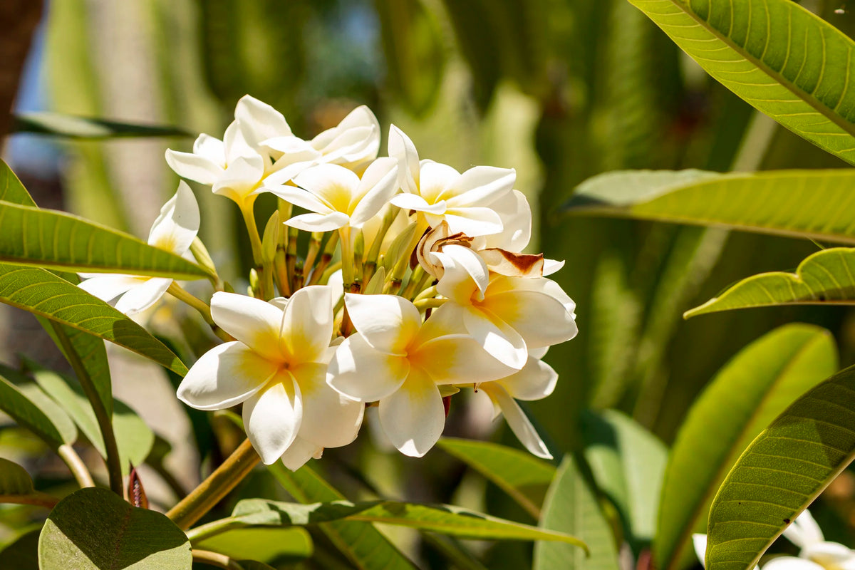 Tropical frangipani (plumeria) flowers in bloom